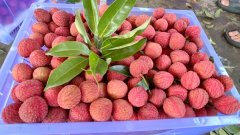 让荔枝财产带动线上线下的发卖、包拆、运输等